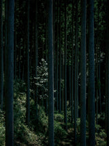 帰楽可楽 ジンジャー シロップ