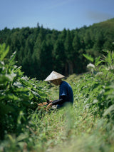 帰楽可楽 ジンジャー シロップ
