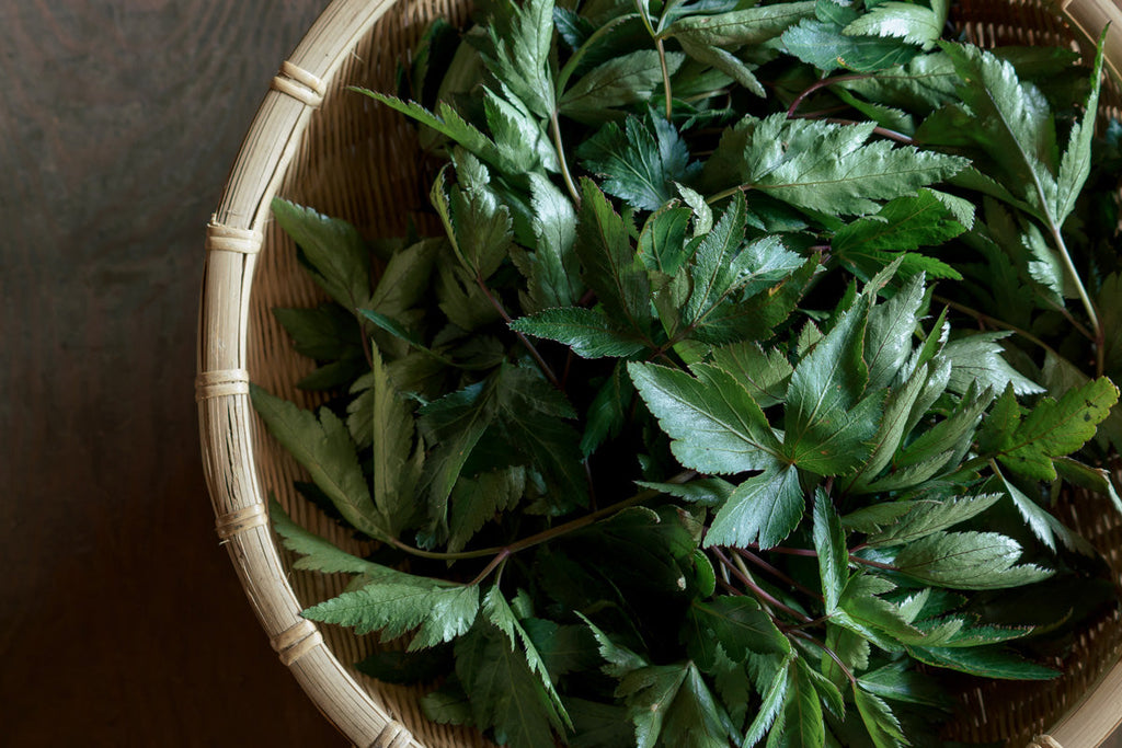 根は漢方・葉は薬膳！奈良の伝統薬草・大和当帰の効能や食べ方について