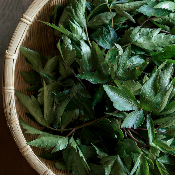 根は漢方・葉は薬膳！奈良の伝統薬草・大和当帰の効能や食べ方について